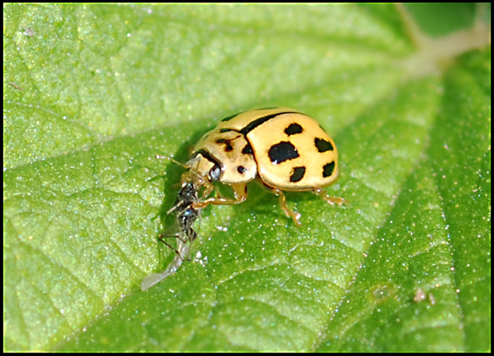 coccinella predatrice (Propylea quatordecimpunctata)